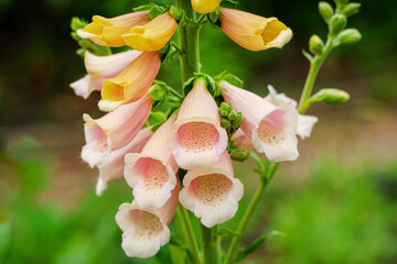 Foxglove (Digitalis grandiflora) Pink Kissed Apricot flower closeup