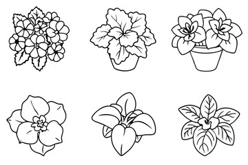 Begonia flower line art illustration