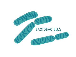 Probiotics. Lactic acid bacterium. Lactobacillus vector illustration isolated on white background. Gram-positive, Aerotolerant anaerobes or microaerophilic for medical and educational Infographics. 