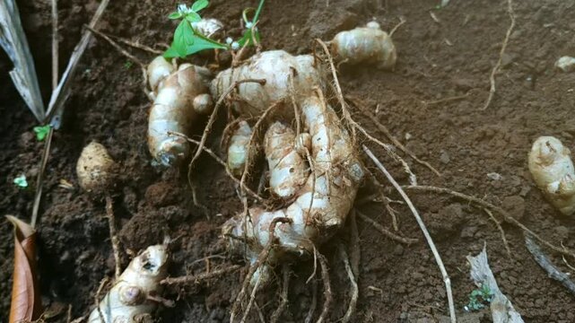 curcuma zedoaria or temu putih lying on the ground, dirty curcuma zedoaria on the ground, Close up