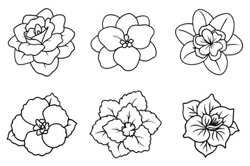 Begonia flower line art illustration