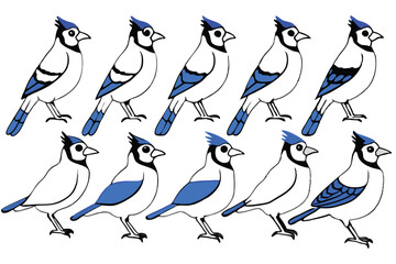 Blue jay bird line art illustration