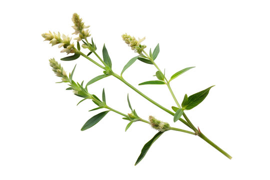 Knotgrass isolated on a transparent background