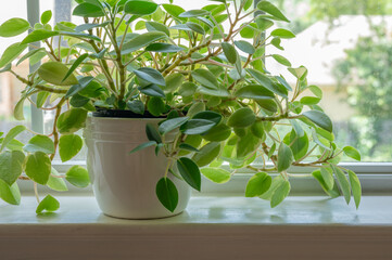 A houseplant with variegated foliage by a window.