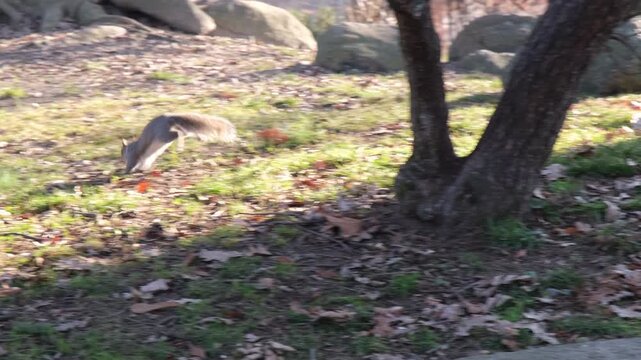 gray squirrel running on undergrowth of pine needles at Pellerina park Turin Italy. High quality 4k footage
