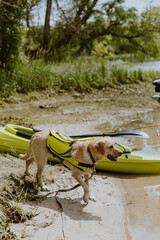 Yellow Lab in Life Vest at the Lake in Summer by Kayak