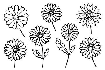 Calendula flower line art illustration