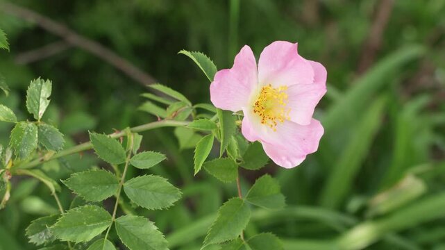 Close up of a blooming beautiful wild rose in spring time
