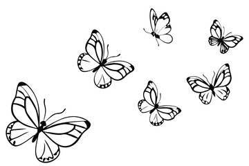 Fototapeta premium Butterflies flying line art illustration