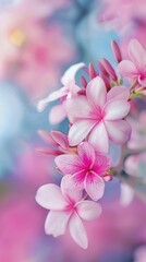 Fototapeta premium Blooming Beauty. Lush plumeria flowers in high resolution desktop wallpaper