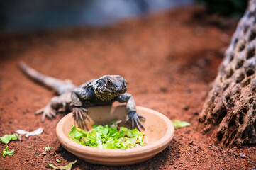 Lizard eats from the salad bowl