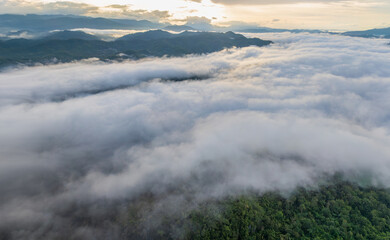 Tropical forests can absorb large amounts of carbon dioxide from the atmosphere.