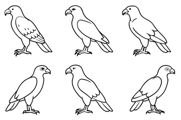 Buzzard bird line art illustration
