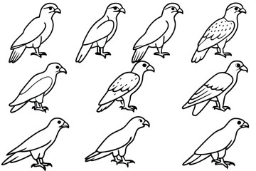 Fototapeta premium Buzzard bird line art illustration