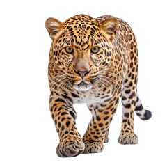 Naklejka premium Prächtiger Leopard (Panthera pardus), freigestellt vor transparentem Hintergrund, Generative AI