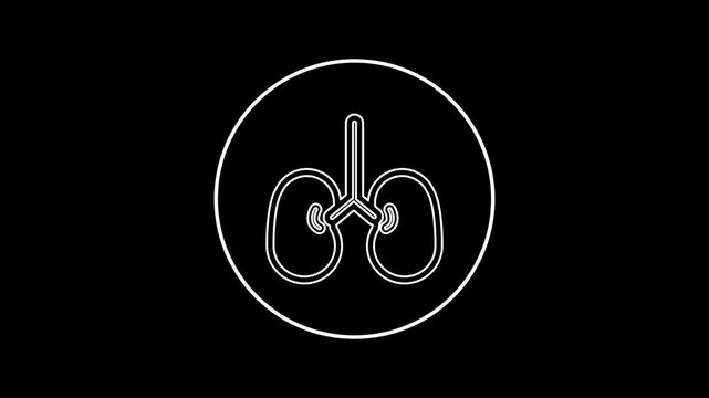  Respiratory system line animation. Human anatomy. Pulmonary system healthcare. Animated of line liver icon .
