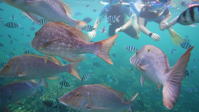 Closeup slow-motion of variety of Mutton snapper and Sergeant Major fish with two divers underwater