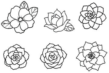 Camellia flower line art illustration