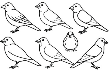 Canary bird line art illustration