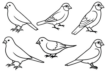 Canary bird line art illustration