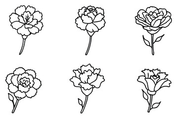 Carnation flower line art illustration