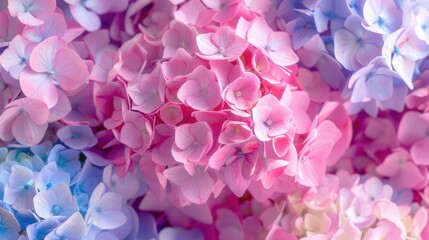 Obraz premium Radiant Spring Hydrangea Blossoms. Vibrant floral background