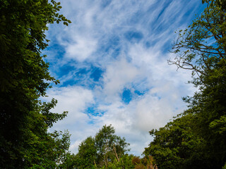 Design background, with text space, of open blue sky with a sheet of thin, wispy, streaky, white cirrus and cirrostratus clouds framed below and to the sides by green trees.