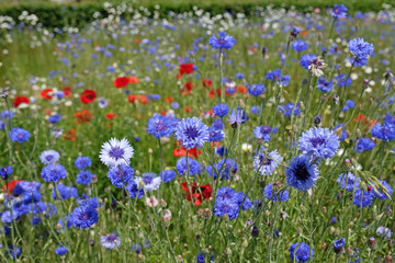 Fototapeta premium Centaurea cyanus, Blue Bachelor’s Button cornflower in flower.
