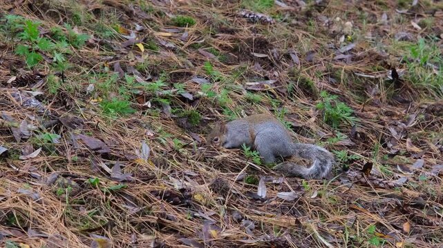 gray squirrel running on undergrowth of pine needles at Pellerina Park Turin Italy. High quality 4k footage