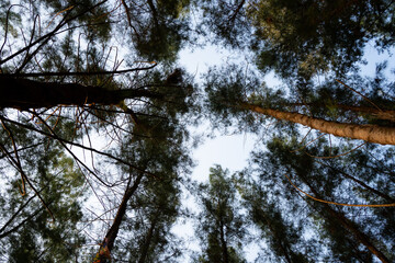 Fototapeta premium Pine trees look up view. Casuarina Equisetifolia tree look up. Pine trees converging as one looks up to the sky.