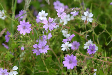 Fototapeta premium Purple and white Geranium pyrenaicum, hedgerow cranesbill, in flower.
