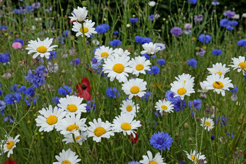 Fototapeta premium White Ox eye daisy, Leucanthemum vulgare, and Blue Bachelor’s Button cornflower in flower.
