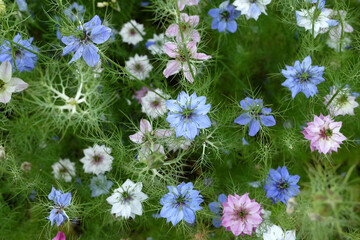 Blue, white and pink Nigella damascena, love in a mist, in flower.