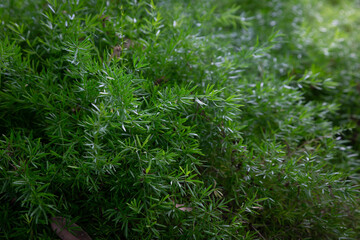 Macro view of an Asparagus sprengeri plant with green leaves. Grows well in shade and humidity. Popularly grown in house to add natural freshness.