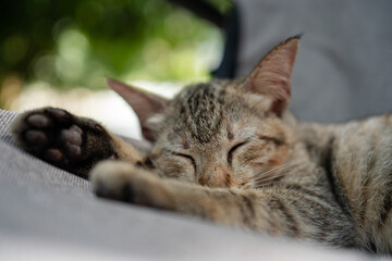 Close-up of cat's face in deep sleep.