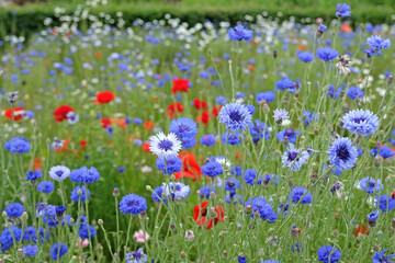 Centaurea cyanus, Blue Bachelor&rsquo;s Button cornflower in flower.
