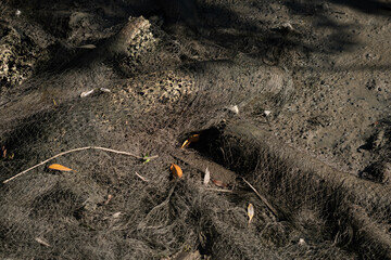 Fishing nets stacked on the muddy ground.