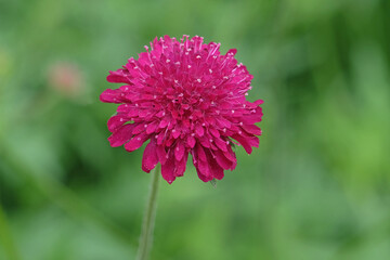Obraz premium Knautia macedonica or Macedonian Scabious ‘Red Knight’ in flower.