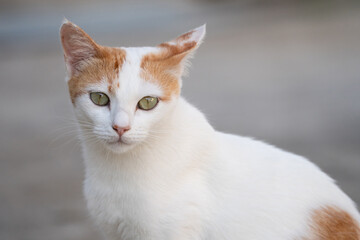 White orange cat staring at the camera.