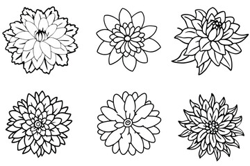 Chrysanthemum flower line art illustration Design