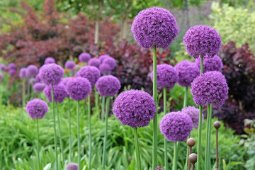 Obraz premium Purple Allium Giganteum, or giant onion or ornamental onion, in flower,
