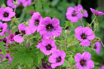 Pink Hardy Geranium cranesbill ‘patricia brempat’ in flower