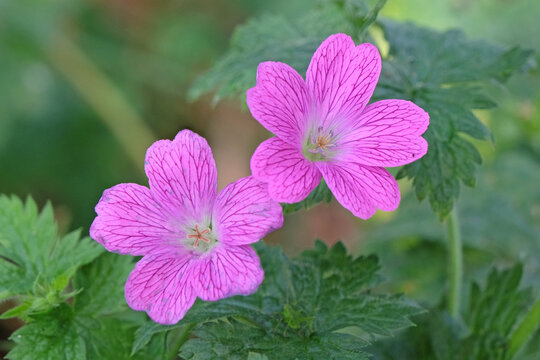Pink Geranium endressii, commonly called Endres cranesbill or French cranesbill in flower.