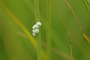 Schmetterlingseier an Grashalm