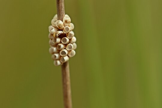 Leere Schmetterlingseier mit Kugelspringer