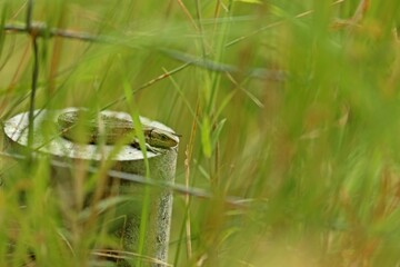 Ruhende Waldeidechse (Zootoca vivipara) auf Metallpfahl