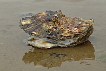 Leere Schale der Pazifischen Auster (Magallana gigas) im Nationalpark Wattenmeer