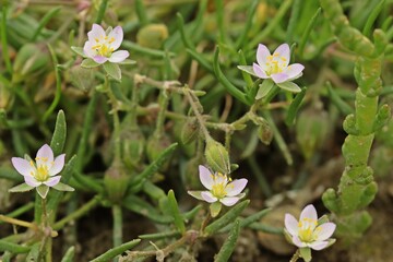 Flügelsamige Schuppenmiere (Spergularia media).