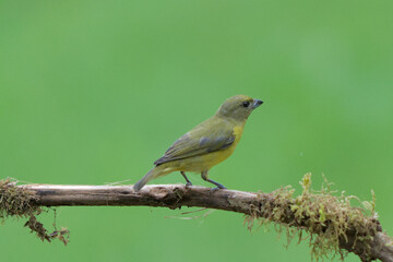 Pajaro pequeño amarillo, euphonia laniirostris