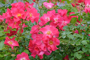 Pink bushy shrub rose, rosa ‘Jactoose Wild Thing’ in flower.